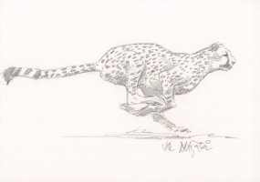 Cheetah Running Pencil Art - Signed Comic Art